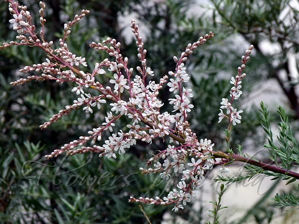 Elegant False Tamarisk